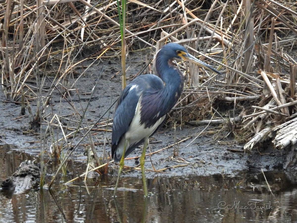 Tricolored Heron - ML614953572