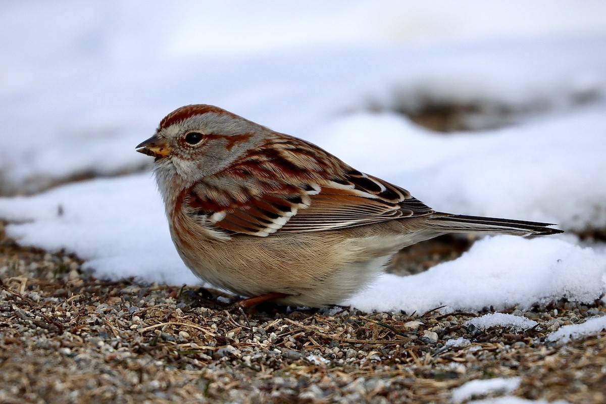 American Tree Sparrow - Marsha Duggan