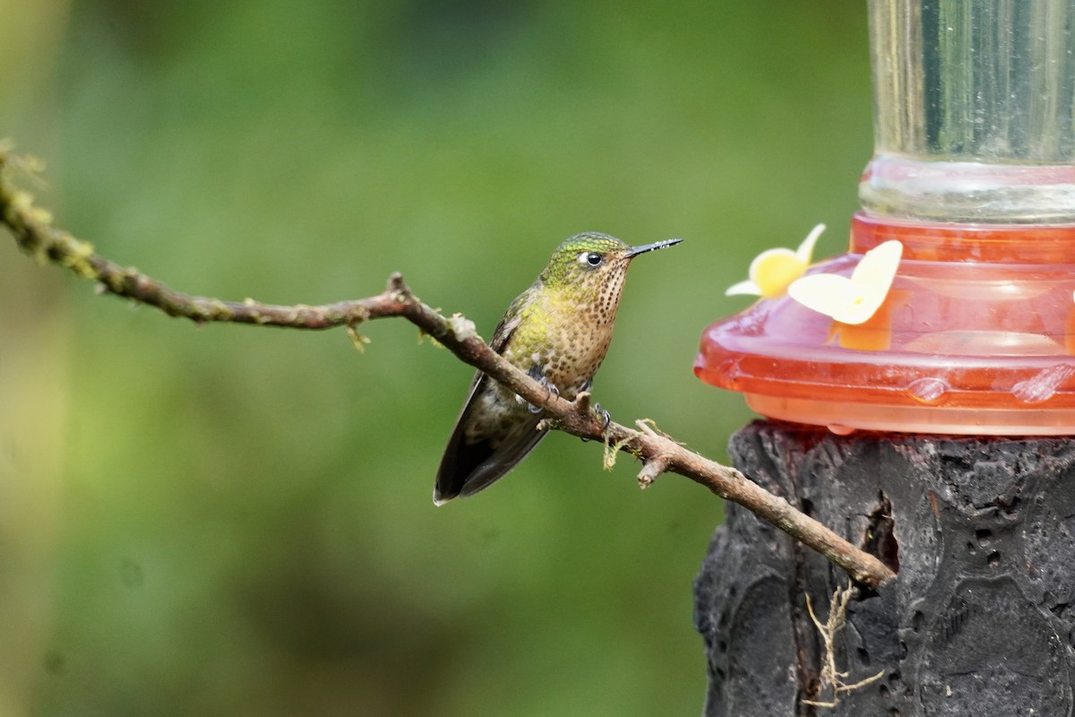kolibřík dřišťálový (ssp. tyrianthina/quitensis) - ML614953619