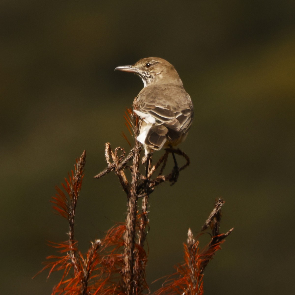 White-tailed Shrike-Tyrant - ML614953819