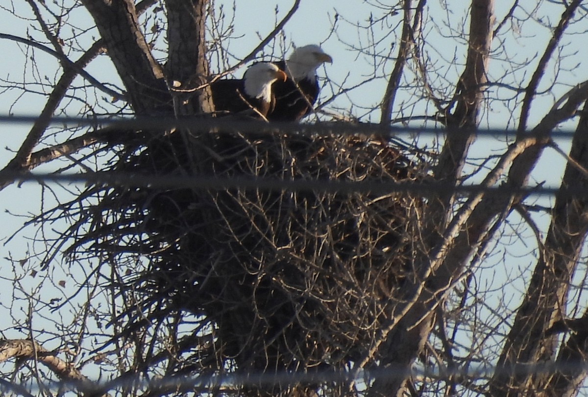 Bald Eagle - ML614953868