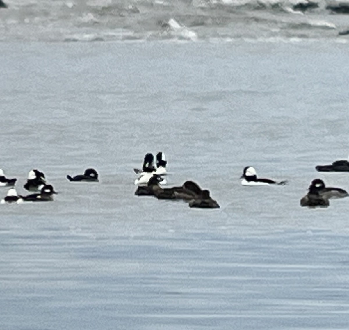 Barrow's Goldeneye - ML614953873