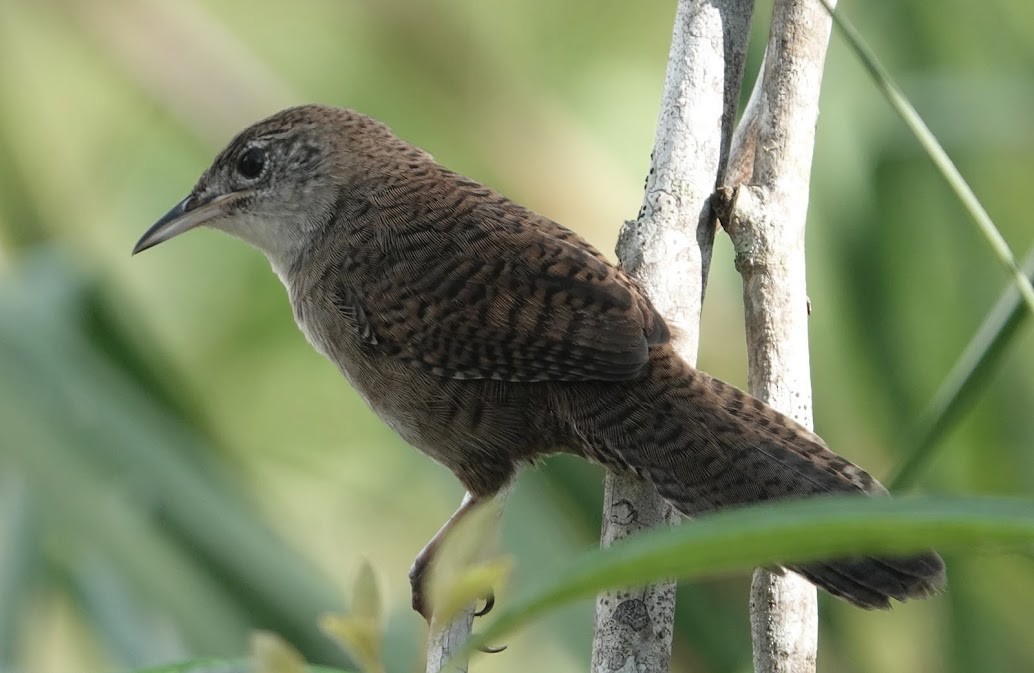 Zapata Wren - Karen Chaivoe