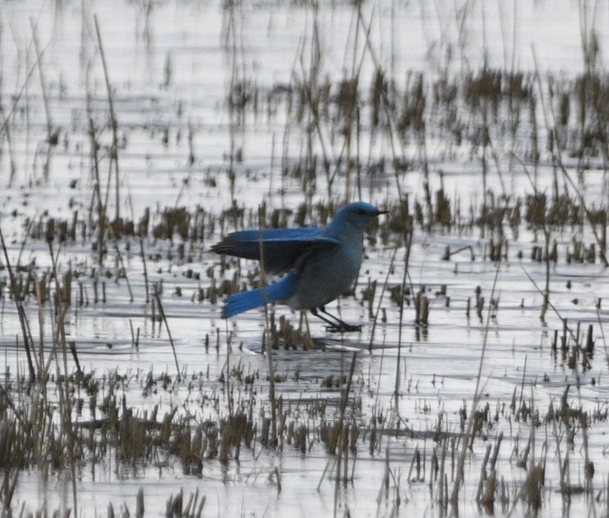 Mountain Bluebird - Peter Olsoy