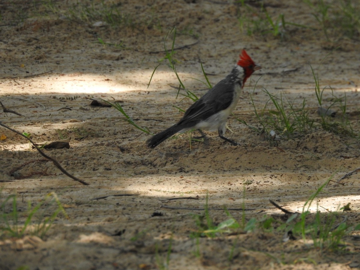 Red-crested Cardinal - Carlos Galvan