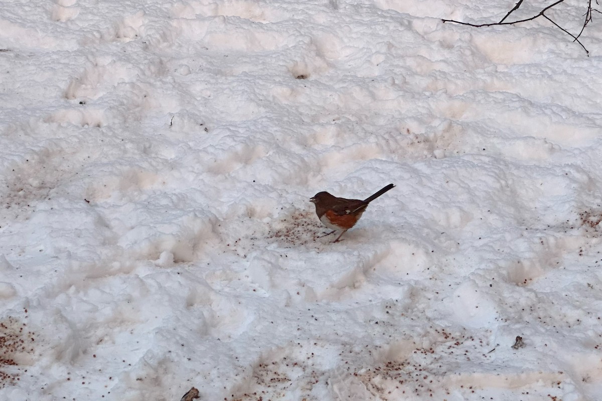 Eastern Towhee - ML614954134