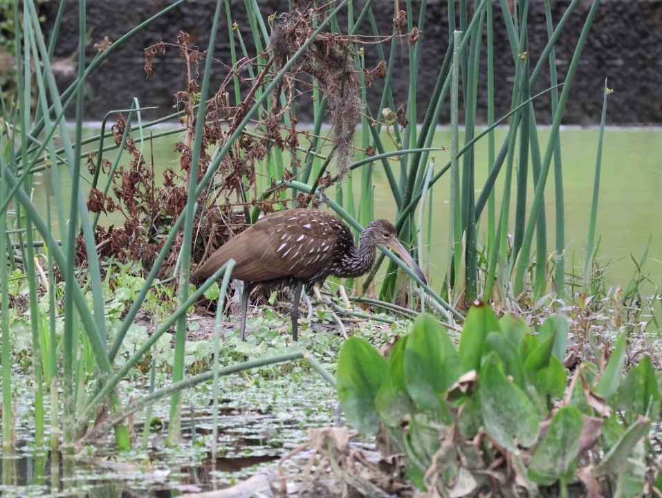 Limpkin - Anonymous