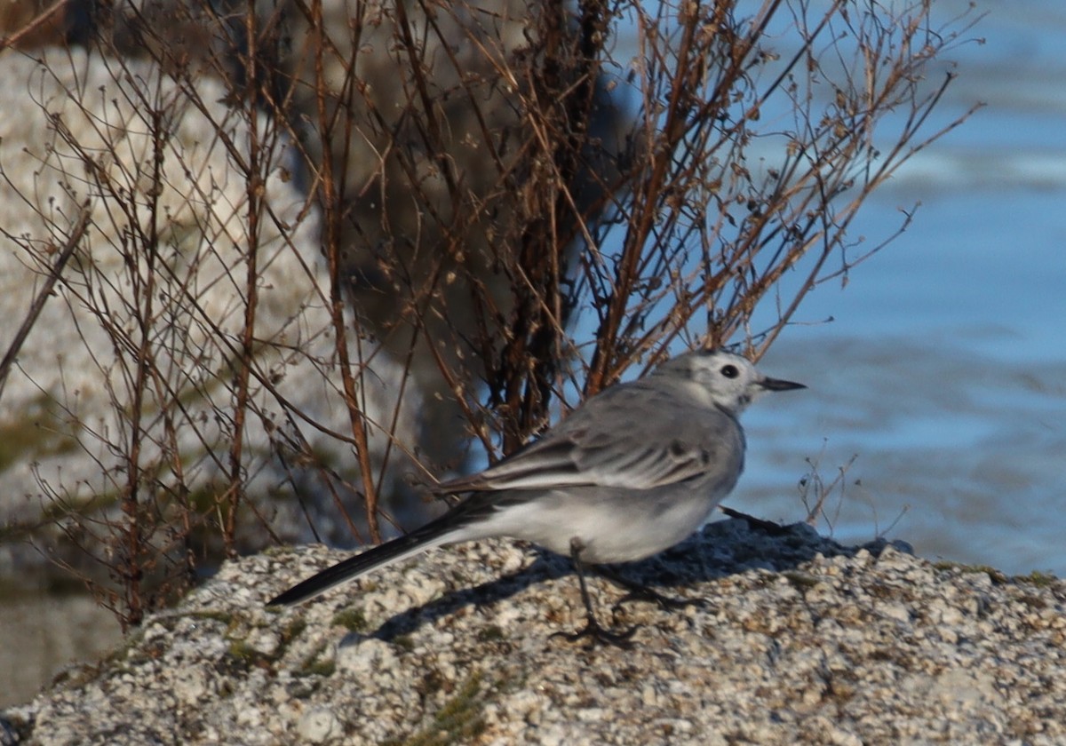 White Wagtail - ML614954265