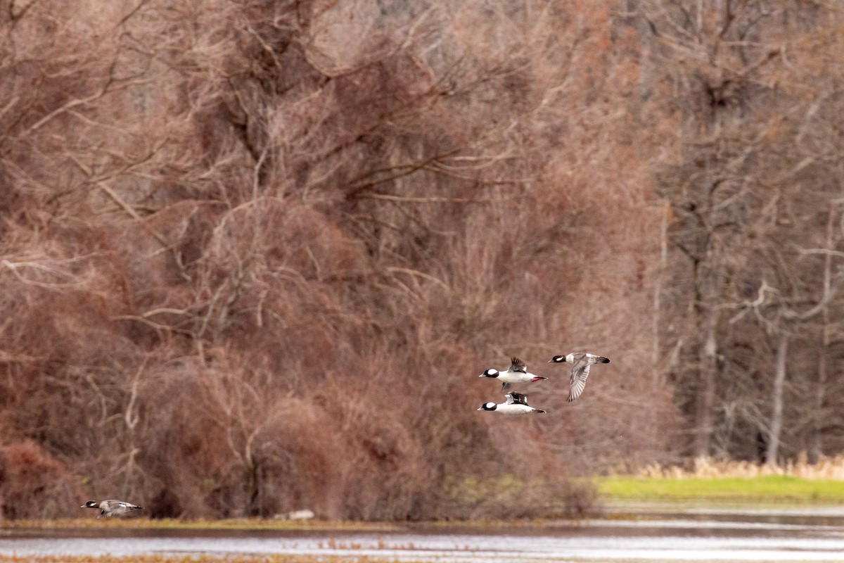 Bufflehead - ML614954266