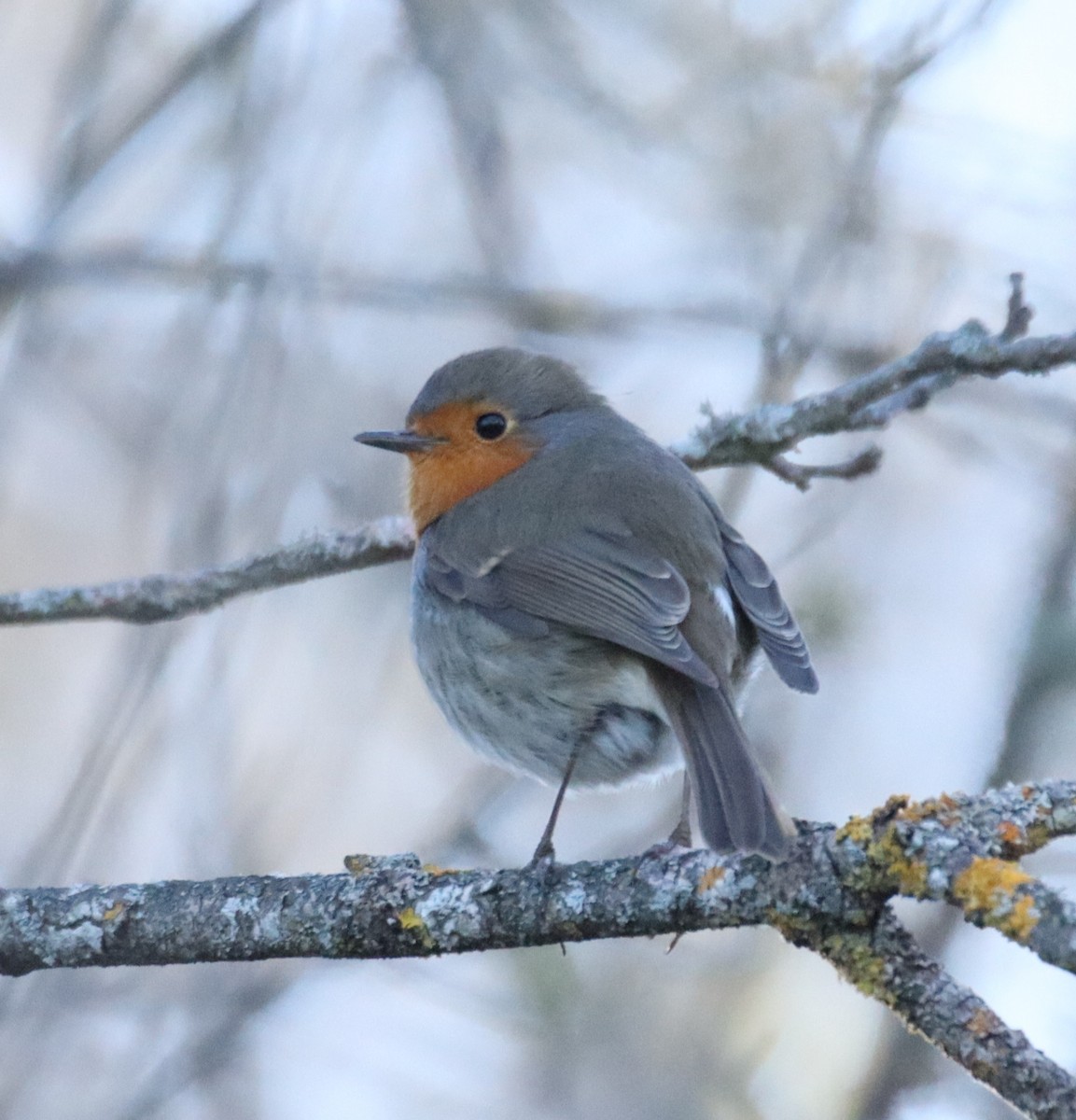 European Robin - ML614954272