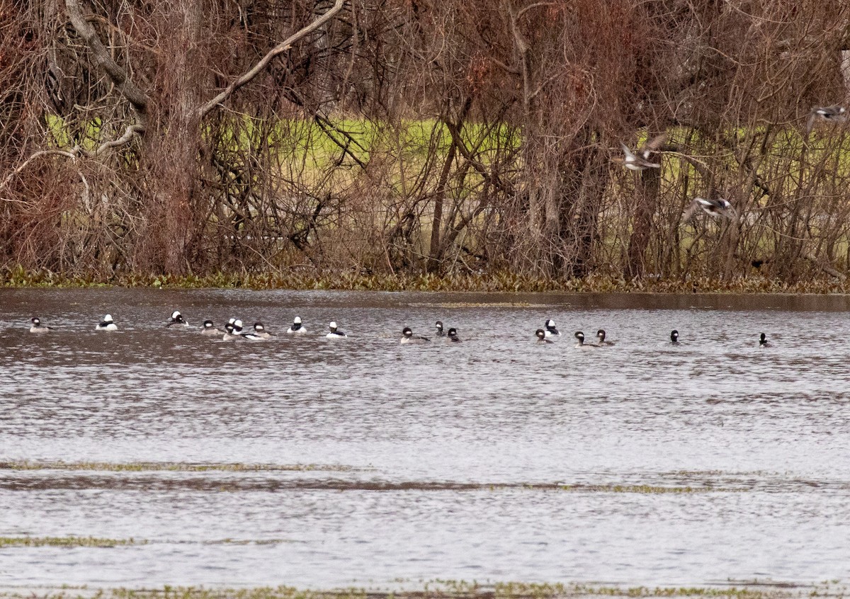 Bufflehead - ML614954279