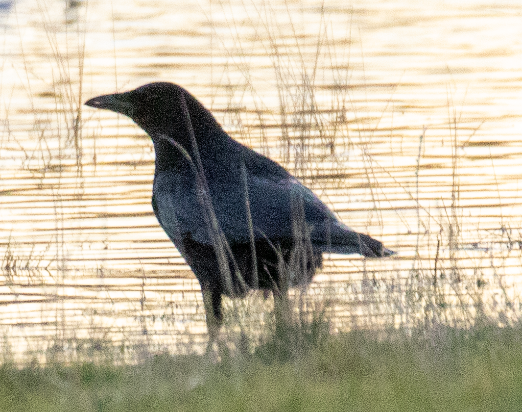 Carrion Crow - ML614954288