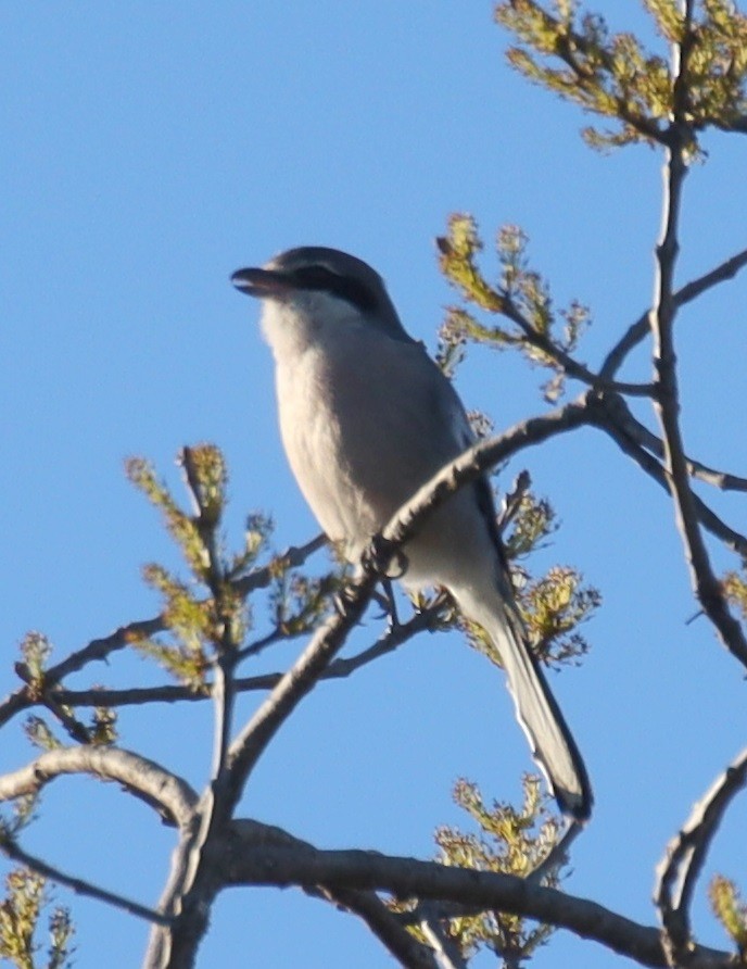 Iberian Gray Shrike - ML614954298