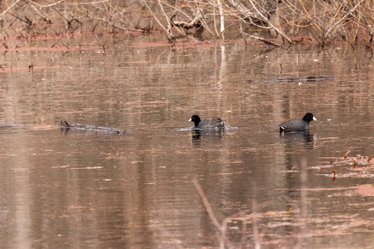 American Coot - David Wetzel