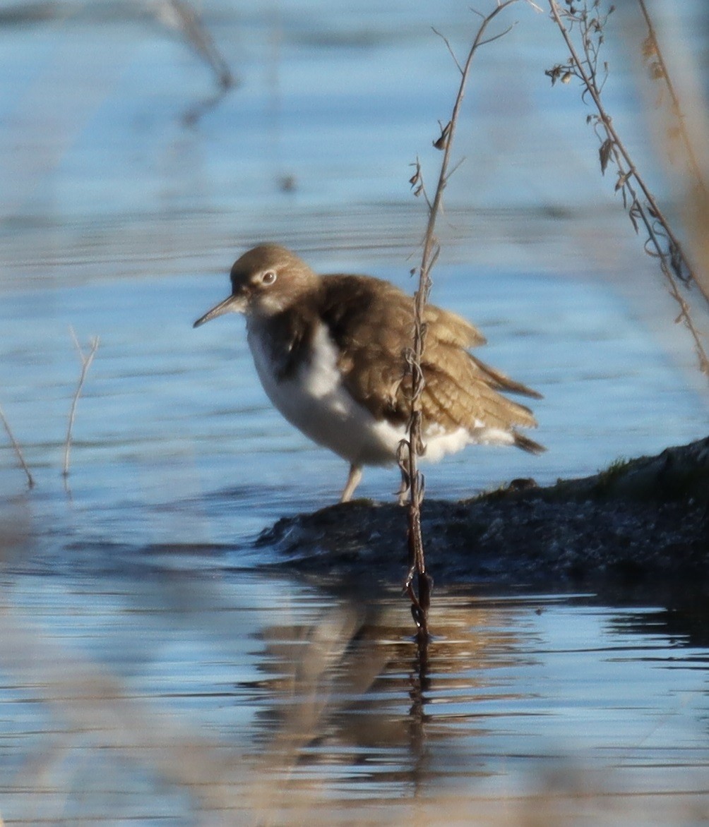 Common Sandpiper - ML614954317