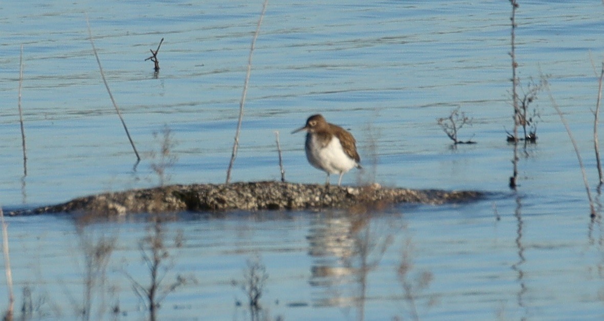 Common Sandpiper - ML614954322