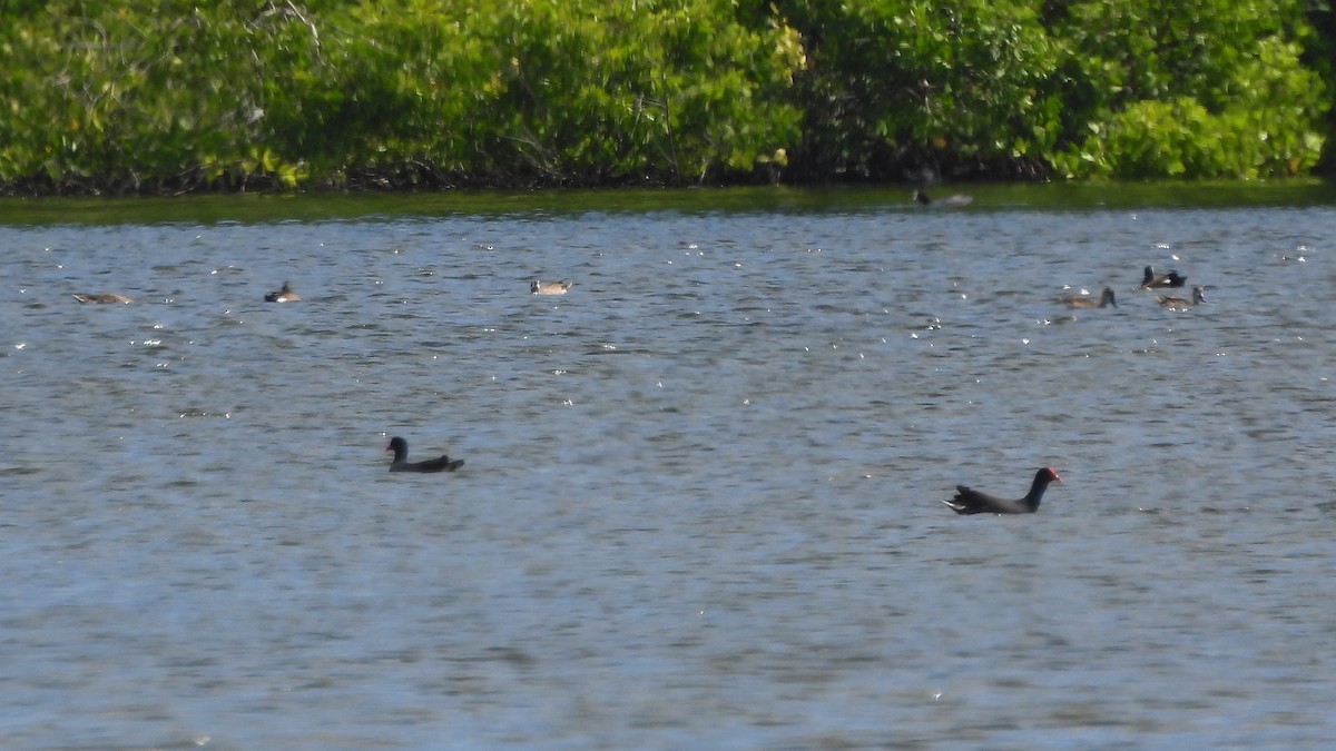 Common Gallinule - ML614954331