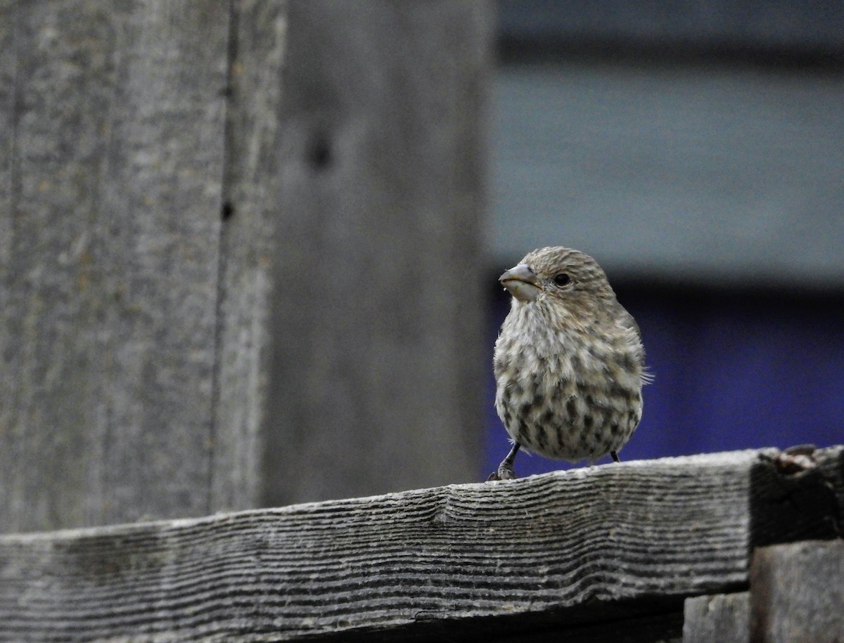 House Finch - ML614954360