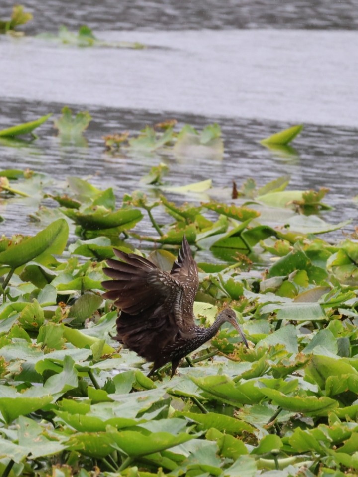 Limpkin - Anonymous