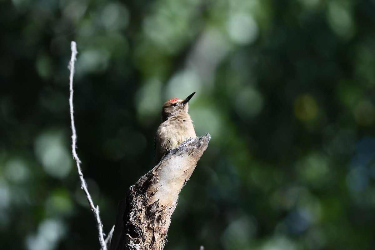 Gila Woodpecker - terence zahner