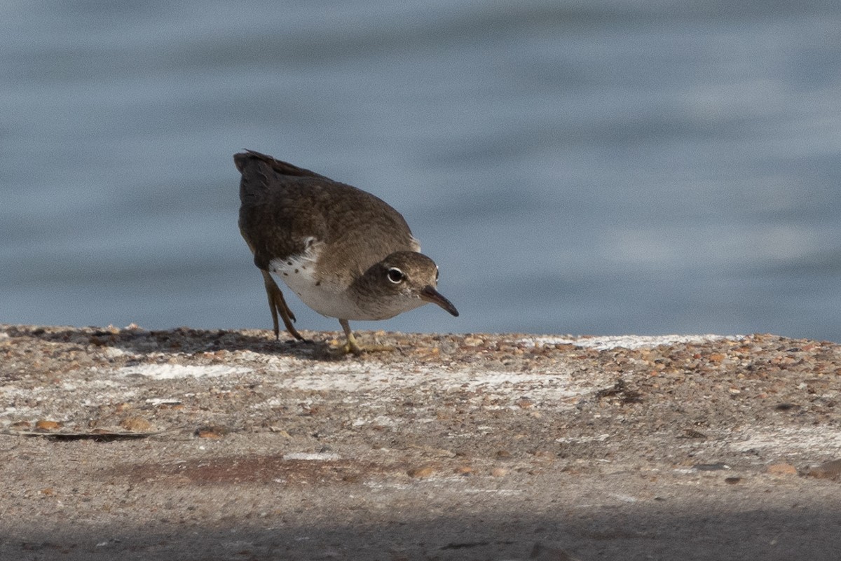 Spotted Sandpiper - ML614954400