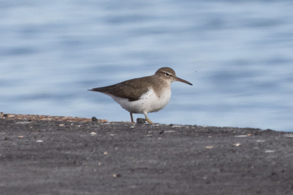 Spotted Sandpiper - ML614954401