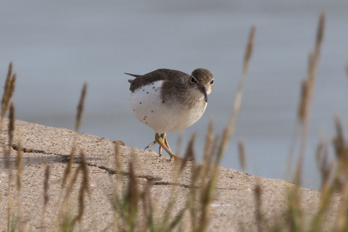 Spotted Sandpiper - ML614954402