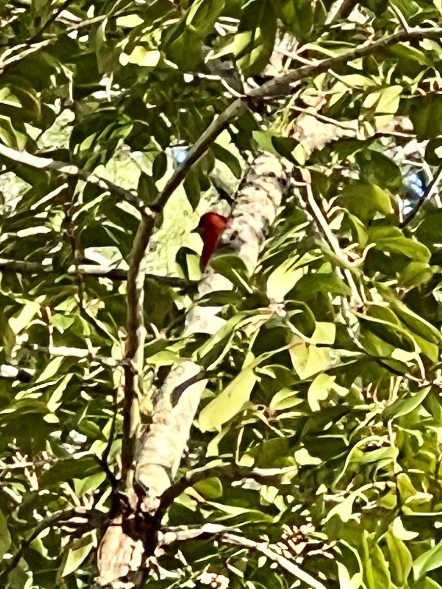 Summer Tanager - ML614954410