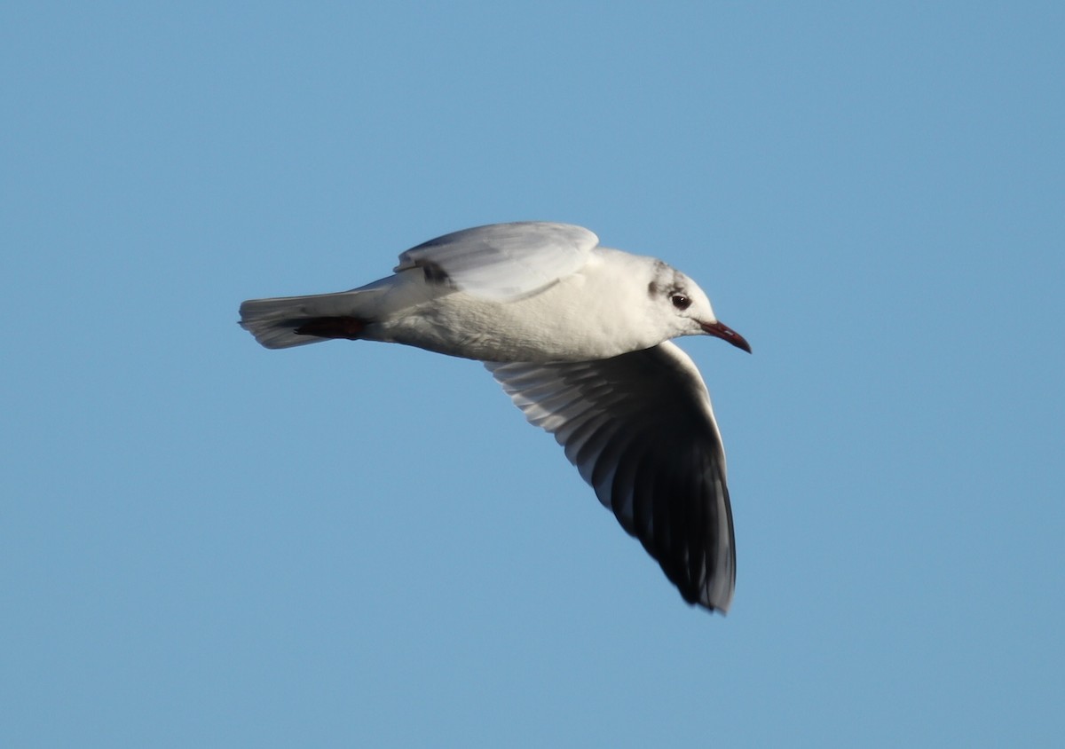 Black-headed Gull - ML614954458