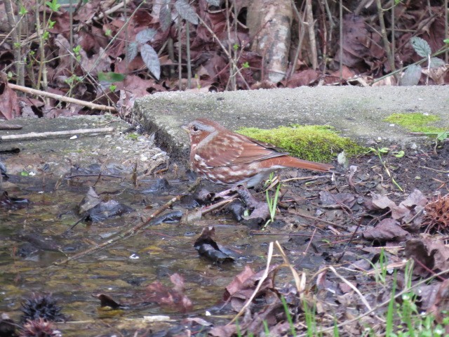 Fox Sparrow - ML614954588