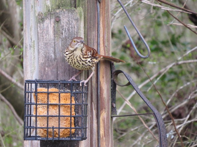 Brown Thrasher - ML614954626