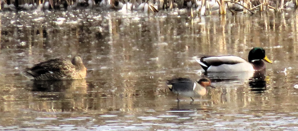 Green-winged Teal - ML614954642