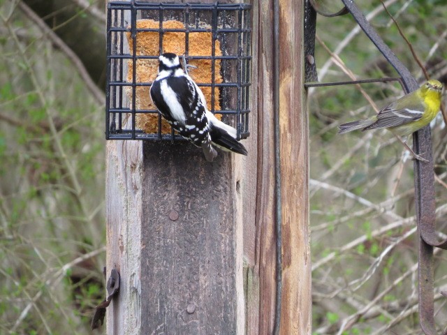 Downy Woodpecker - ML614954650