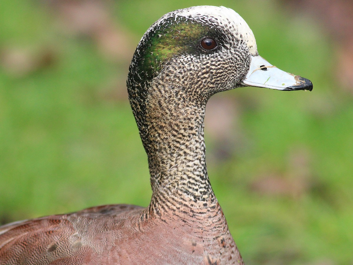 American Wigeon - Kyle Eckland