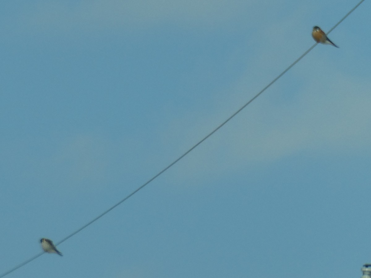 American Kestrel - ML614954683