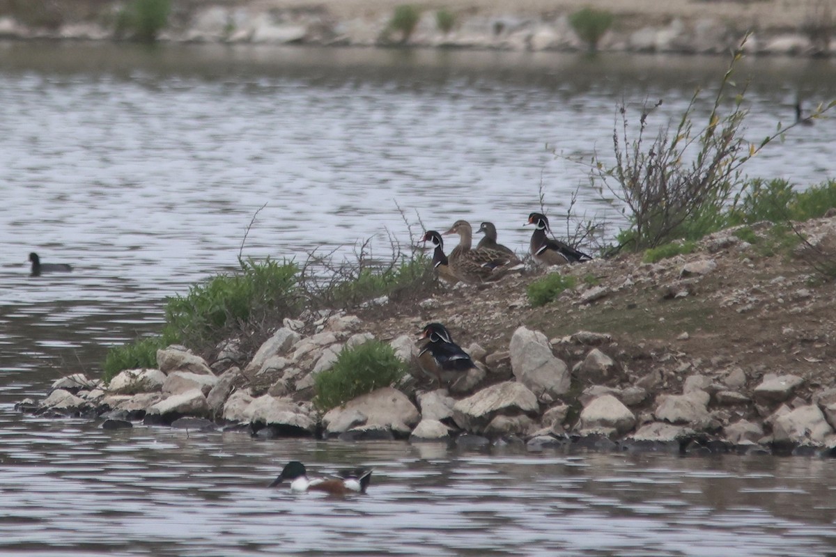 Wood Duck - ML614954696