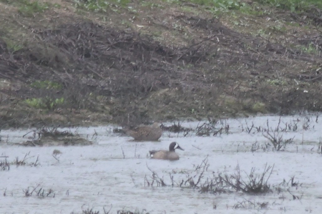 Blue-winged Teal - ML614954715