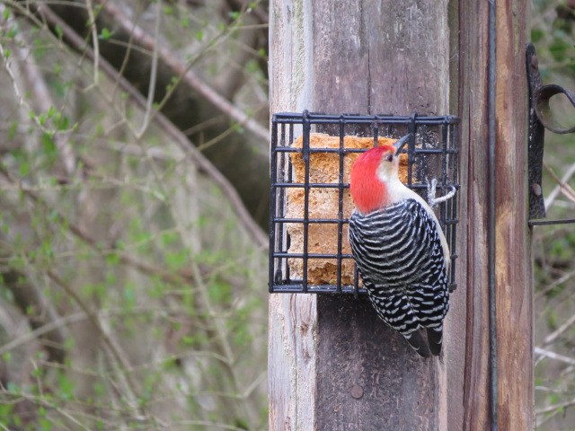 Red-bellied Woodpecker - ML614954734