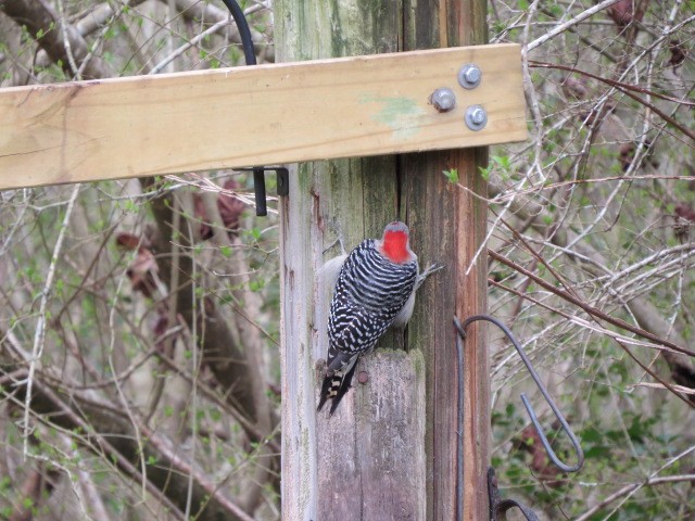 Red-bellied Woodpecker - ML614954735