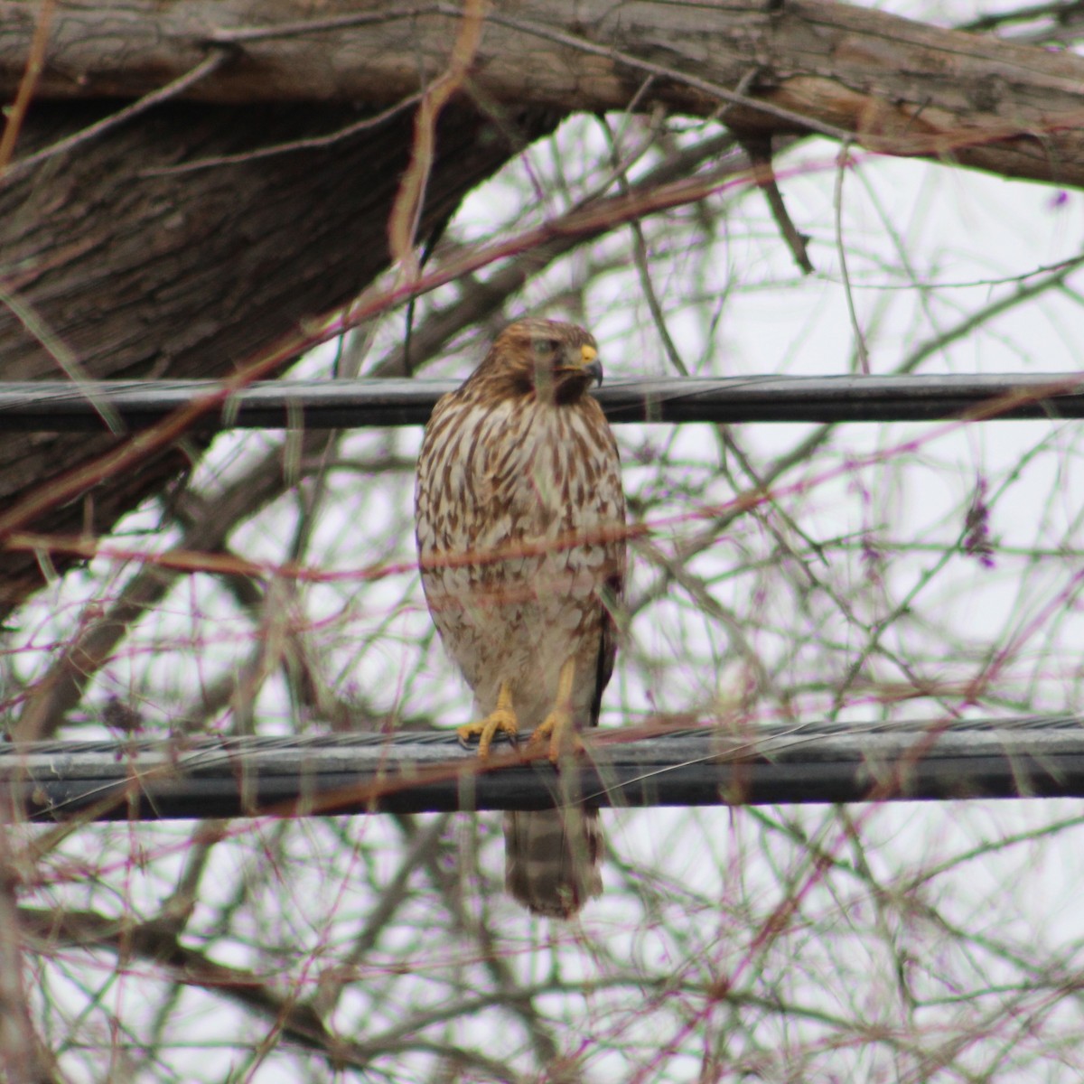 Red-shouldered Hawk - ML614954780