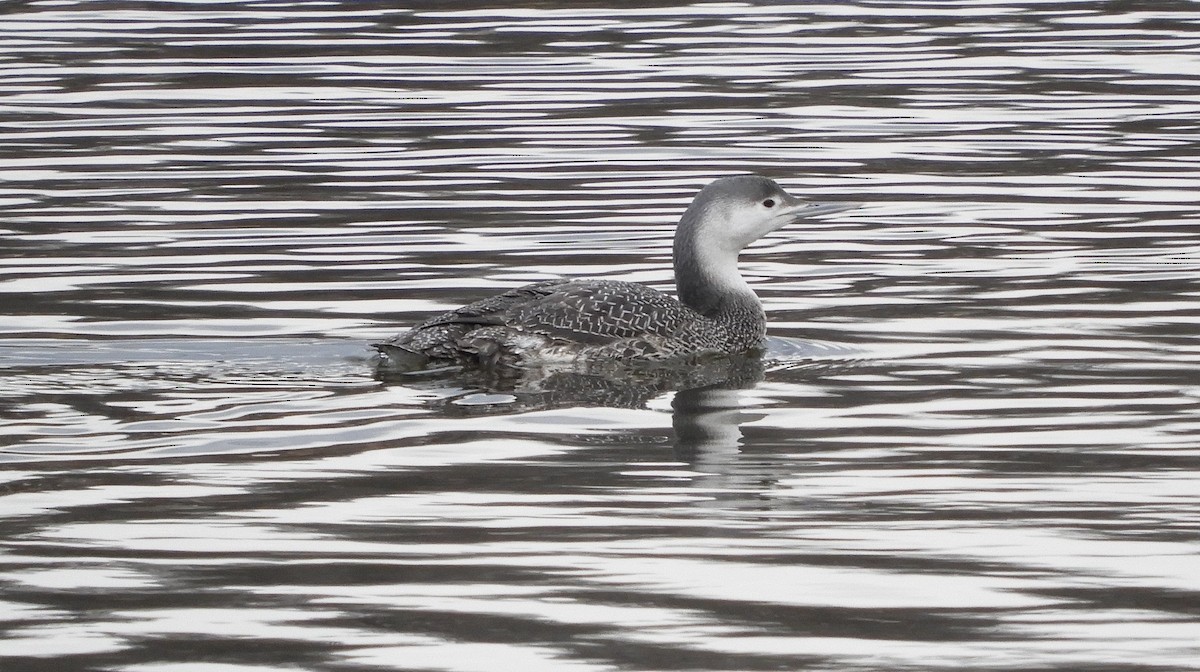 Red-throated Loon - ML614954813
