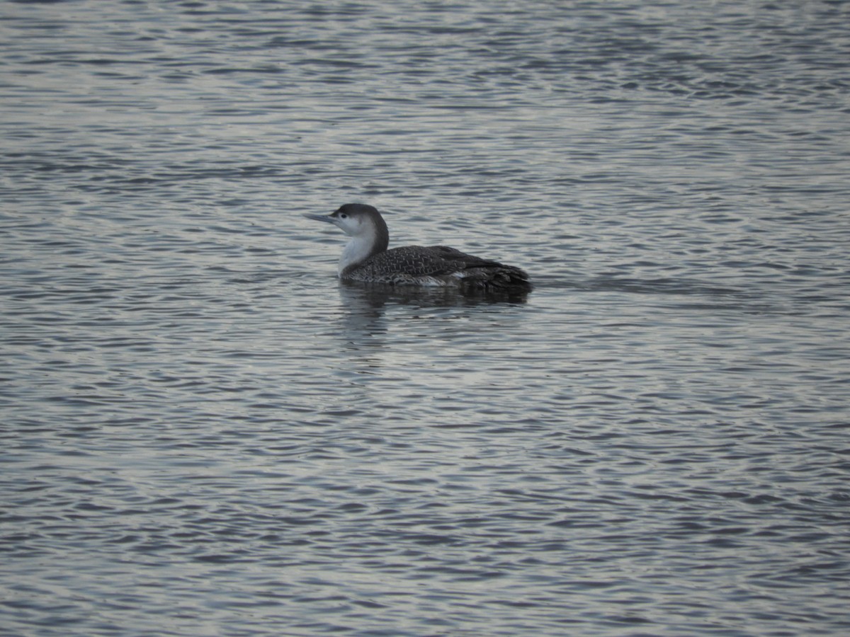 Red-throated Loon - ML614954818