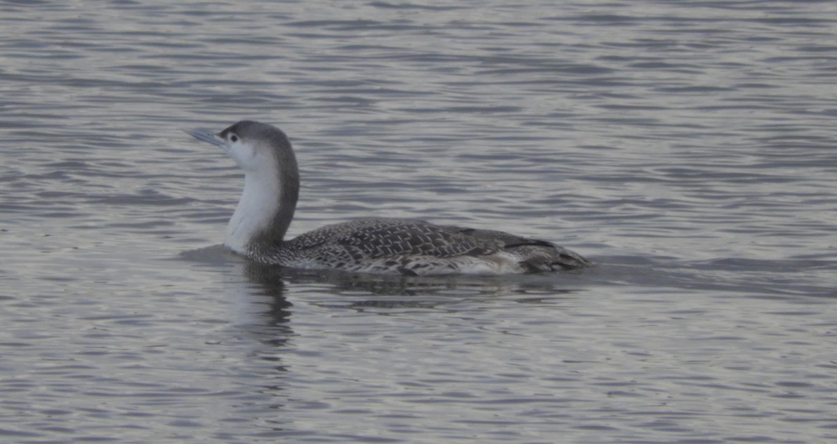Red-throated Loon - ML614954820