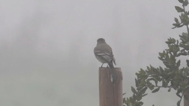 Gray Flycatcher - ML614954855