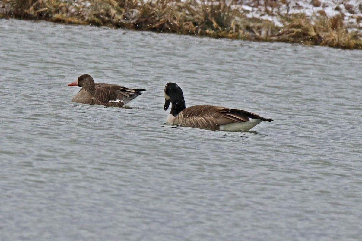 Greater White-fronted Goose - ML614954865