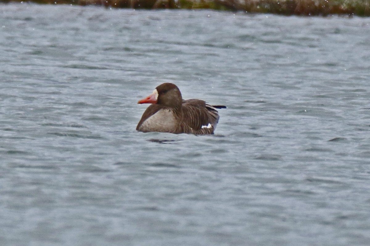 Greater White-fronted Goose - ML614954866