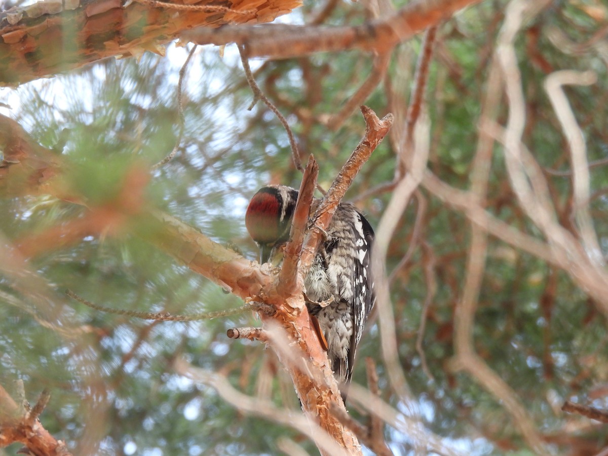 Red-naped Sapsucker - Jim James