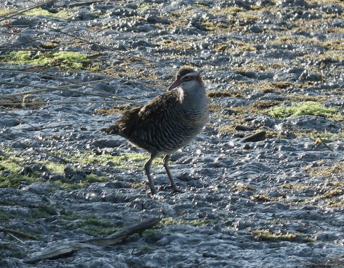 Buff-banded Rail - ML614955015