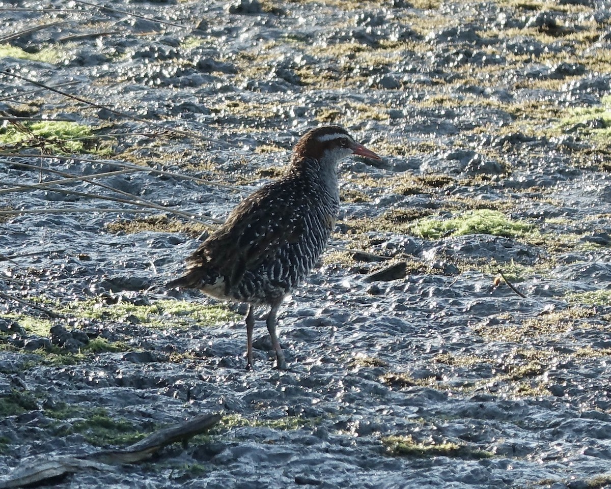 Buff-banded Rail - ML614955016