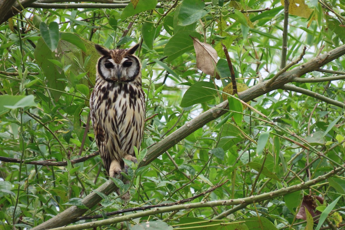 Striped Owl - Rosalino Ortiz Fernandez